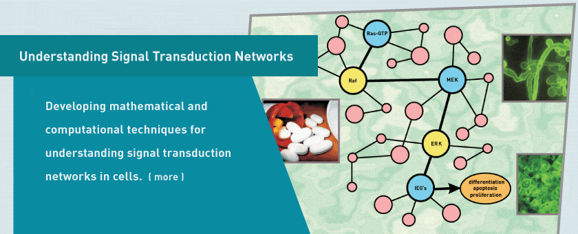 Understanding signal transduction networks